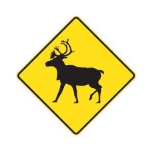 Présence possible de caribous